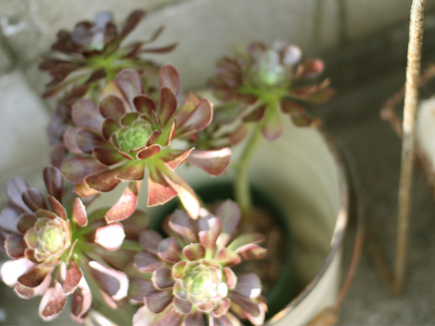 午後の日差しと「黒帽子」