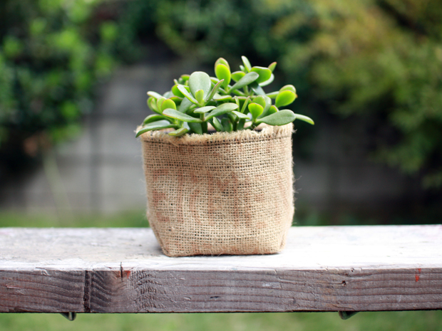 コーヒーポット 1P L